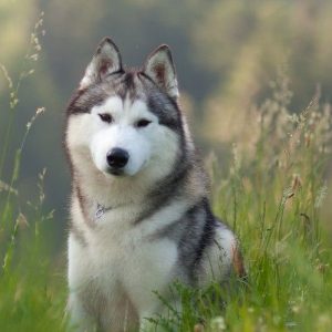 giống chó alaska - Alaskan Malamute