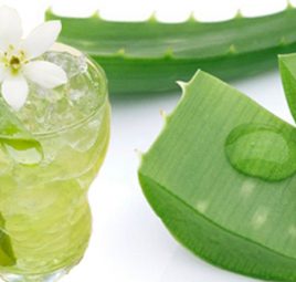 Mẹ đảm đang làm nước nha đam giải nhiệt cho cả nhà