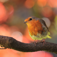 robin-bird-on-branch-in-the-garden