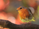 robin-bird-on-branch-in-the-garden
