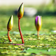 water-lilies-bud-pond-green-99548