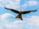 peregrine-falcon-on-the-blue-sky